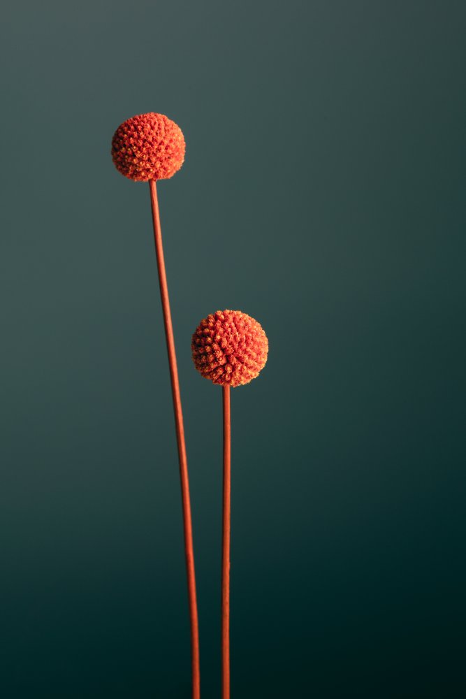 Orange Seed Capsules von Pictufy Studio III