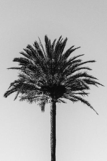 Palm_003