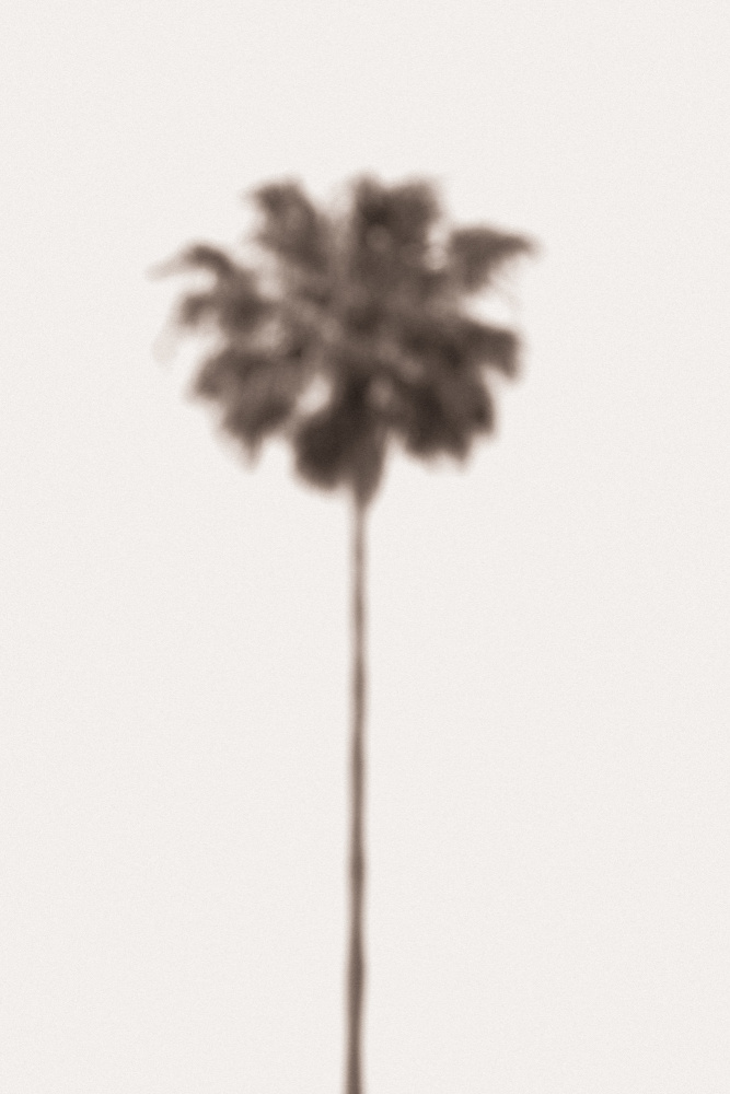 Palm Blury von Pictufy Studio III