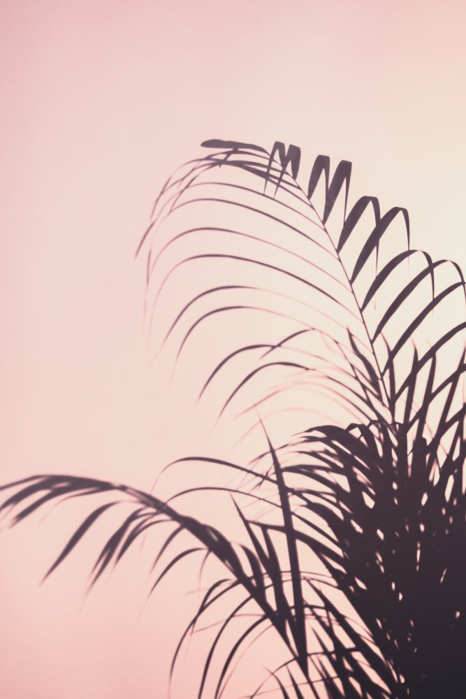 Palm Leaves_1 von Pictufy Studio III