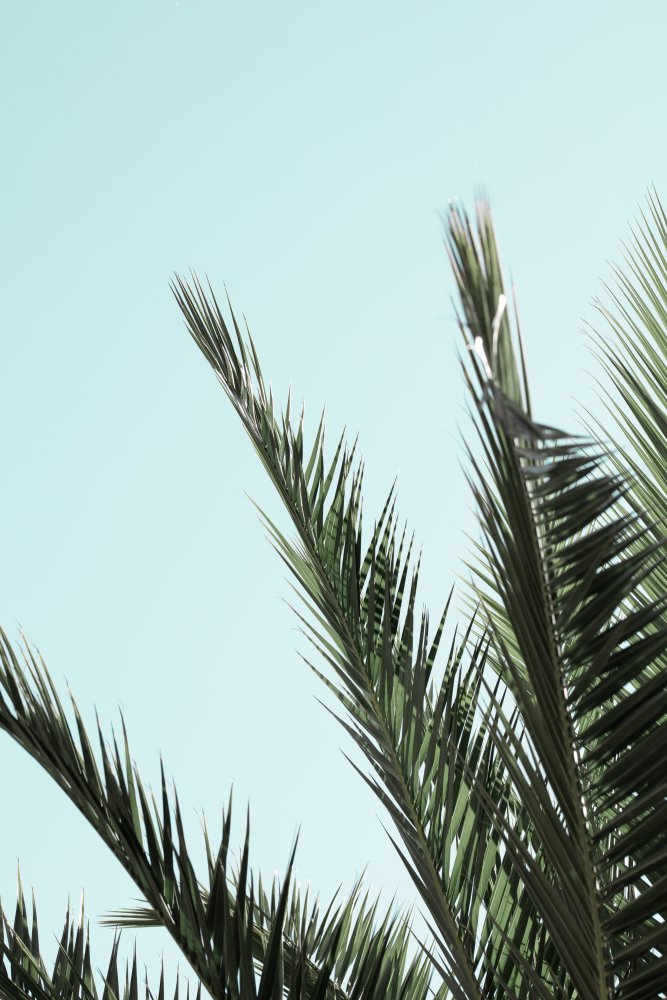 Palm leaves and sky_2 von Pictufy Studio III