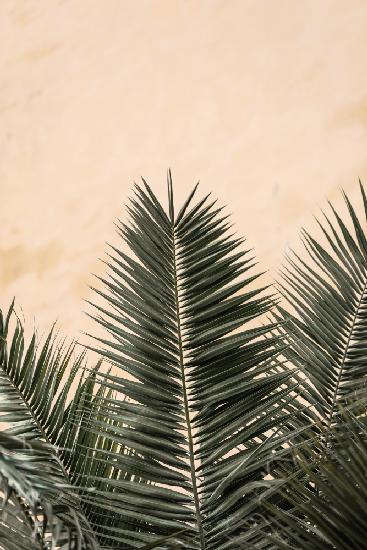 Palm leaves and wall_1