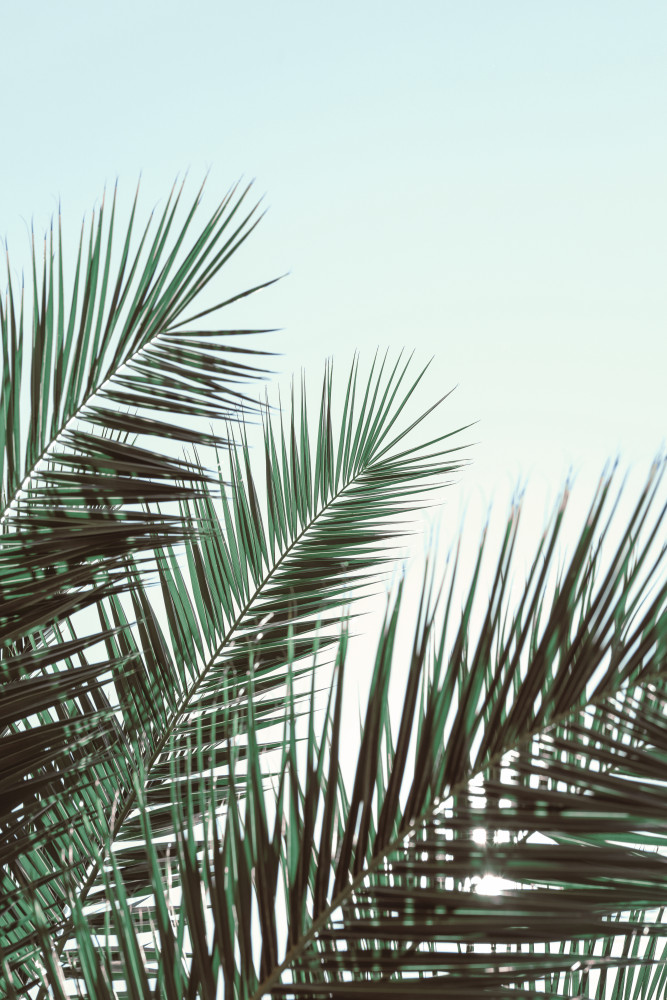 Palm leaves, sky_1 von Pictufy Studio III