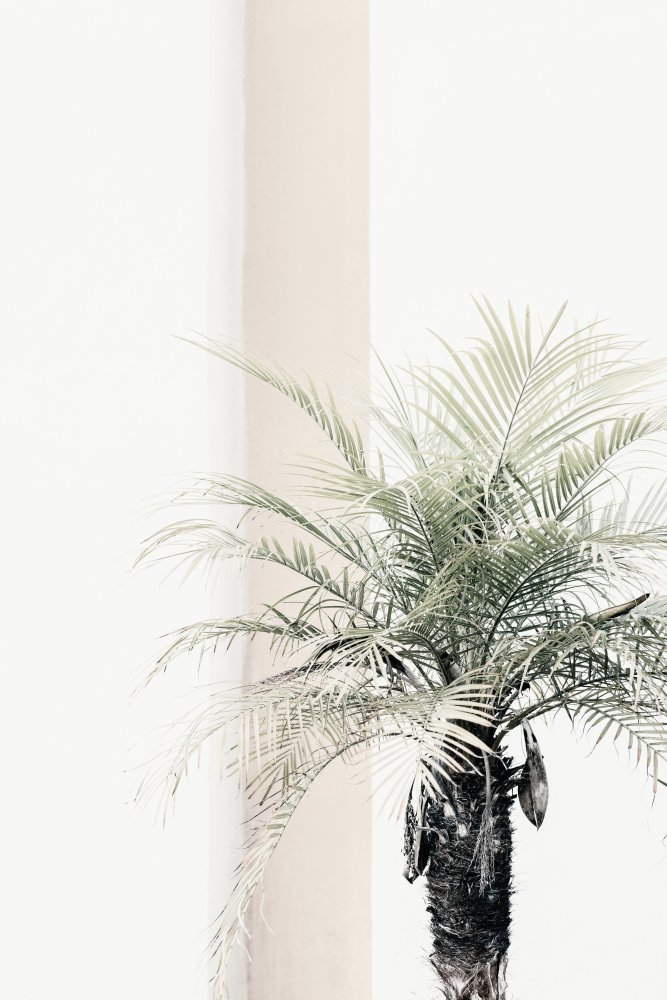 Palm tree von Pictufy Studio III