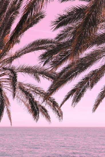 Palm Pink_001