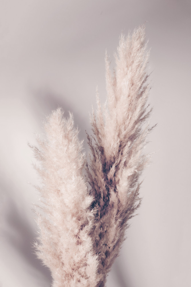 Pampas Grass von Pictufy Studio III