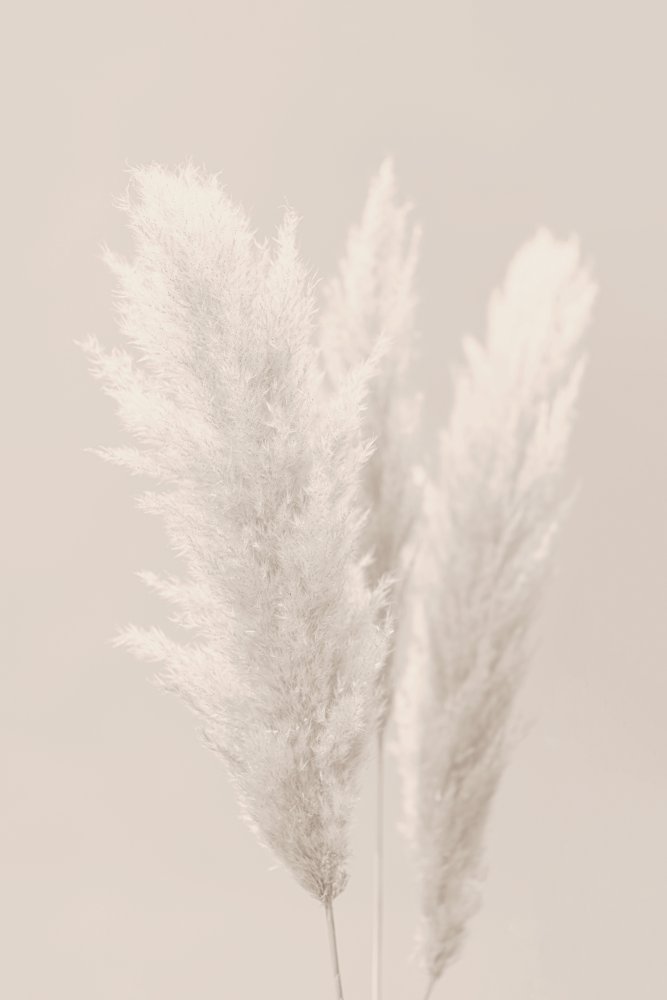 Pampas Grass_002 von Pictufy Studio III