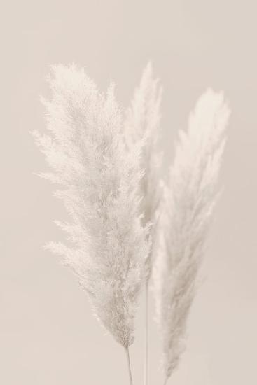 Pampas Grass_002