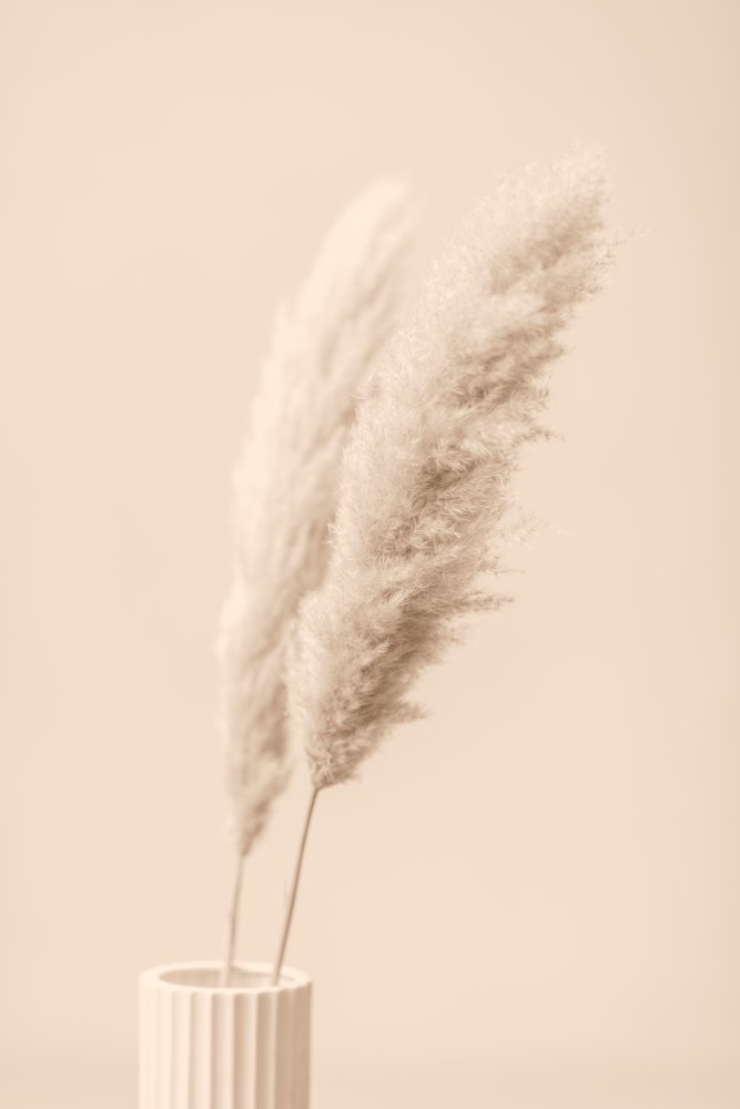 Pampas Grass Begie 13 von Pictufy Studio III