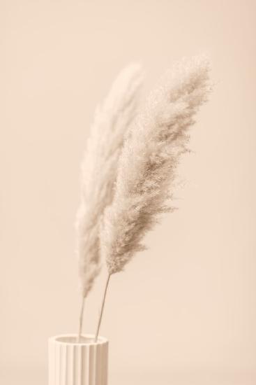 Pampas Grass Begie 13