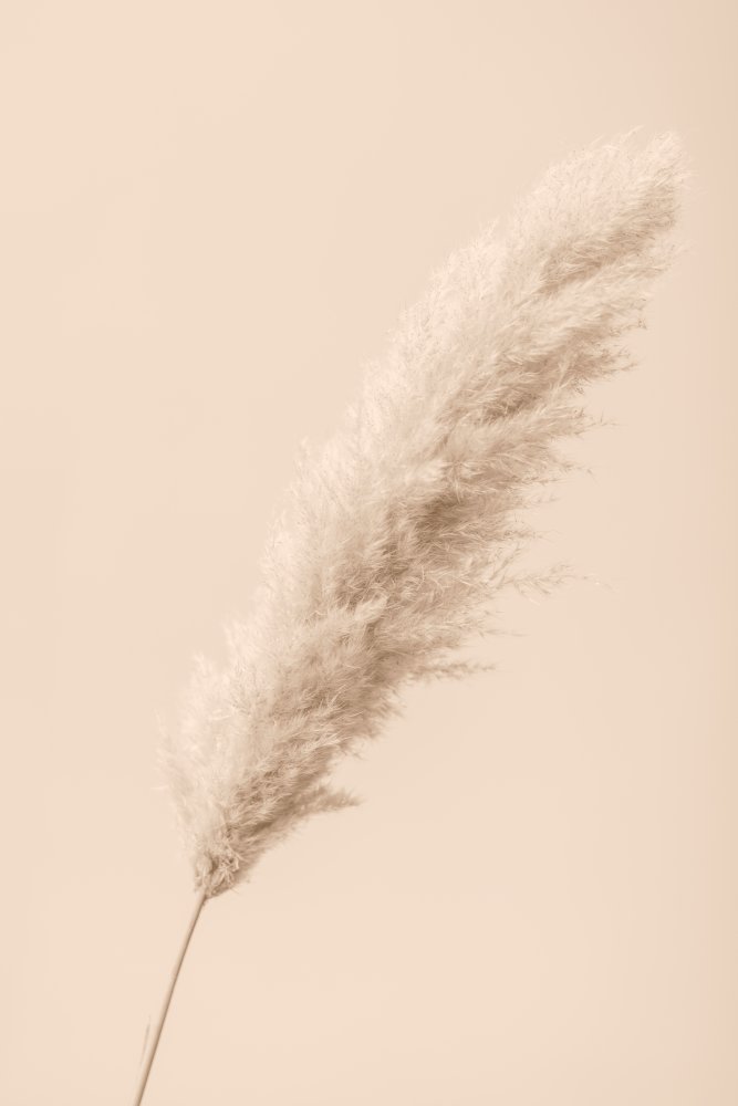 Pampas Grass Begie 14 von Pictufy Studio III