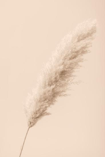 Pampas Grass Begie 14