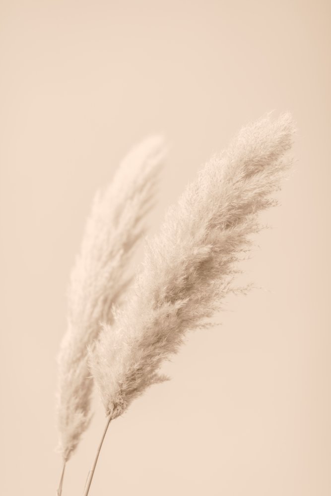 Pampas Grass Begie 15 von Pictufy Studio III