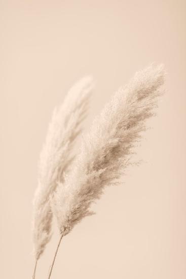 Pampas Grass Begie 15