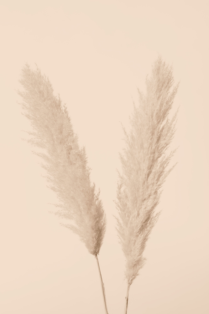 Pampas Grass Beige 01 von Pictufy Studio III