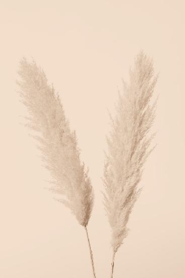 Pampas Grass Beige 01