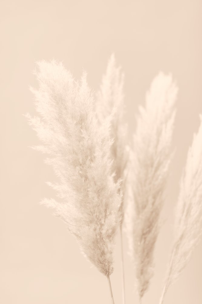 Pampas Grass Beige 02 von Pictufy Studio III