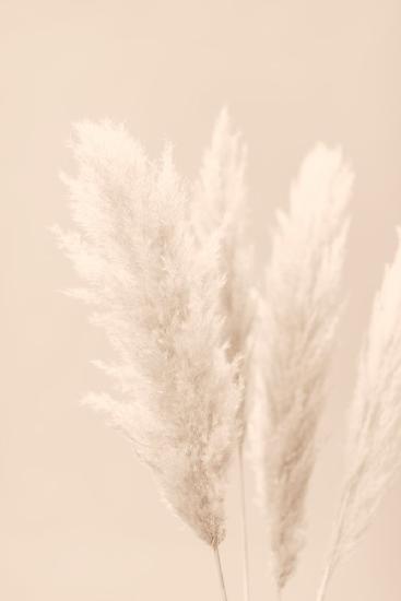 Pampas Grass Beige 02