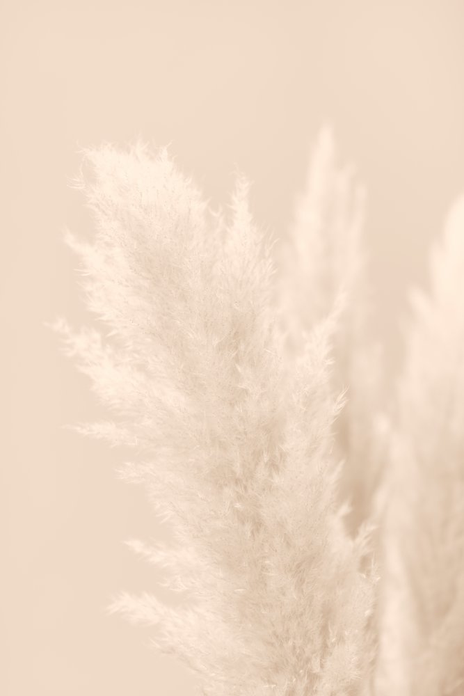 Pampas Grass Beige 03 von Pictufy Studio III