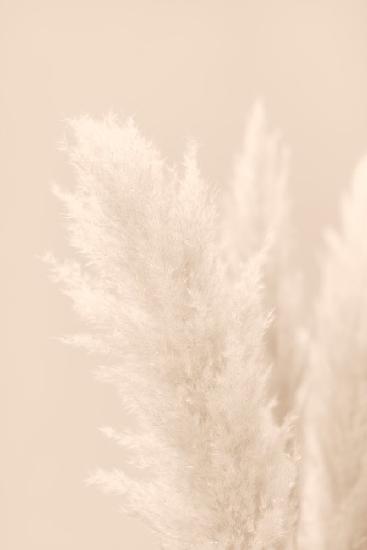 Pampas Grass Beige 03