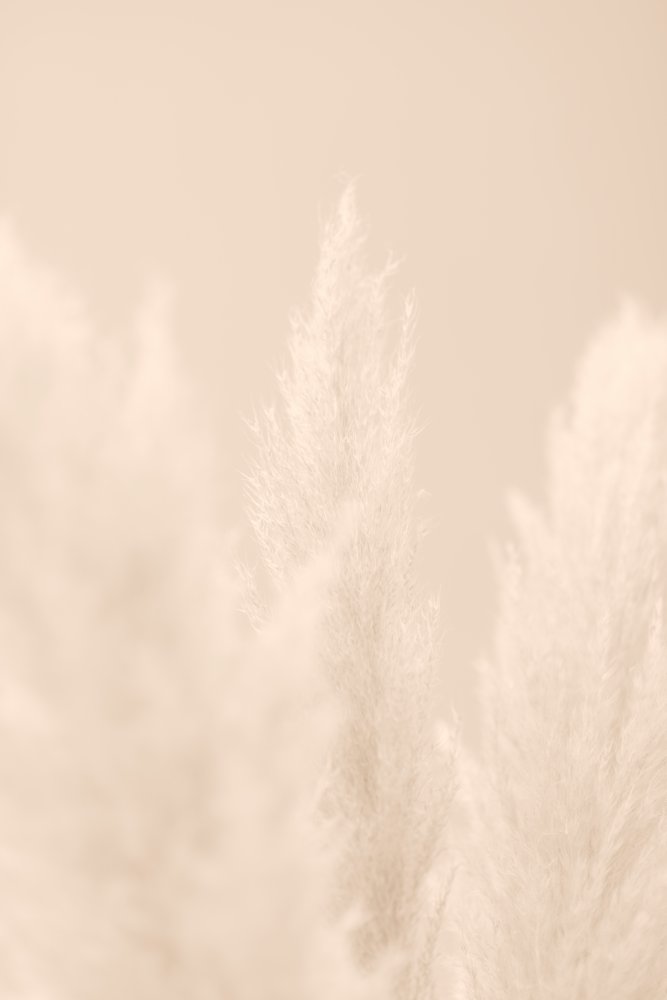 Pampas Grass Beige 04 von Pictufy Studio III