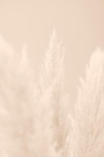 Pampas Grass Beige 04