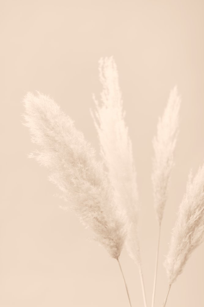 Pampas Grass Beige 06 von Pictufy Studio III