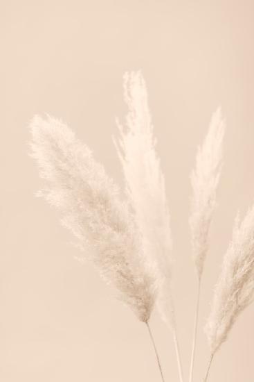 Pampas Grass Beige 06