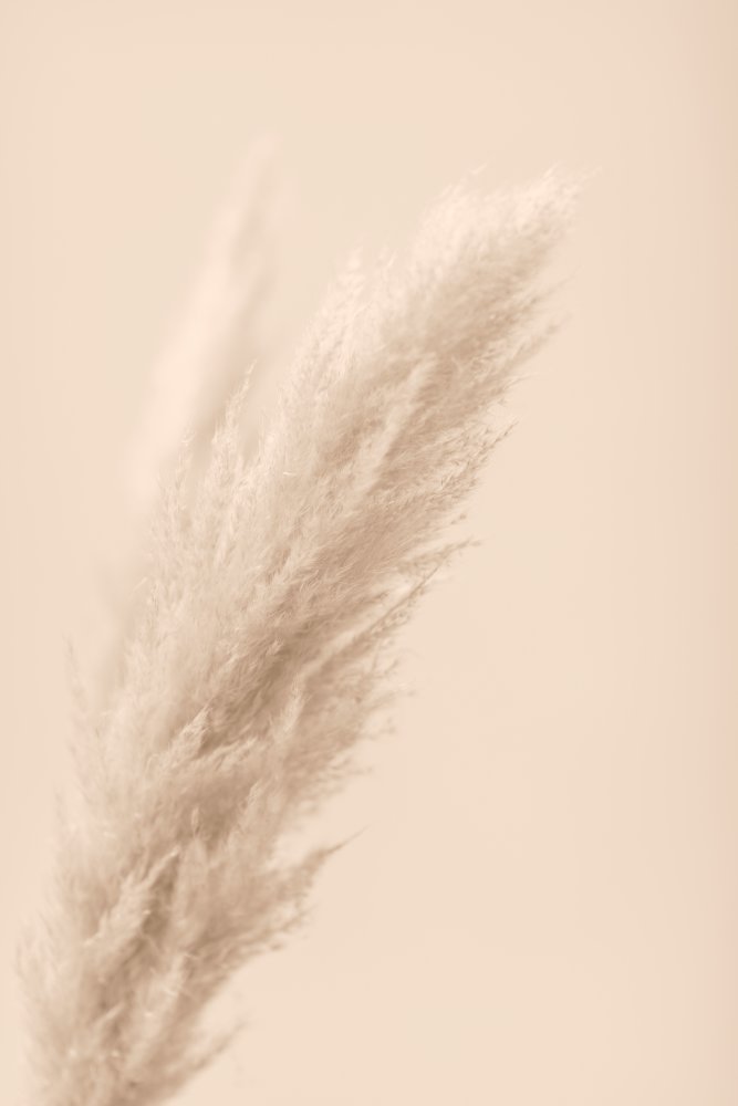 Pampas Grass Beige 07 von Pictufy Studio III