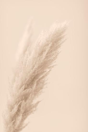 Pampas Grass Beige 07