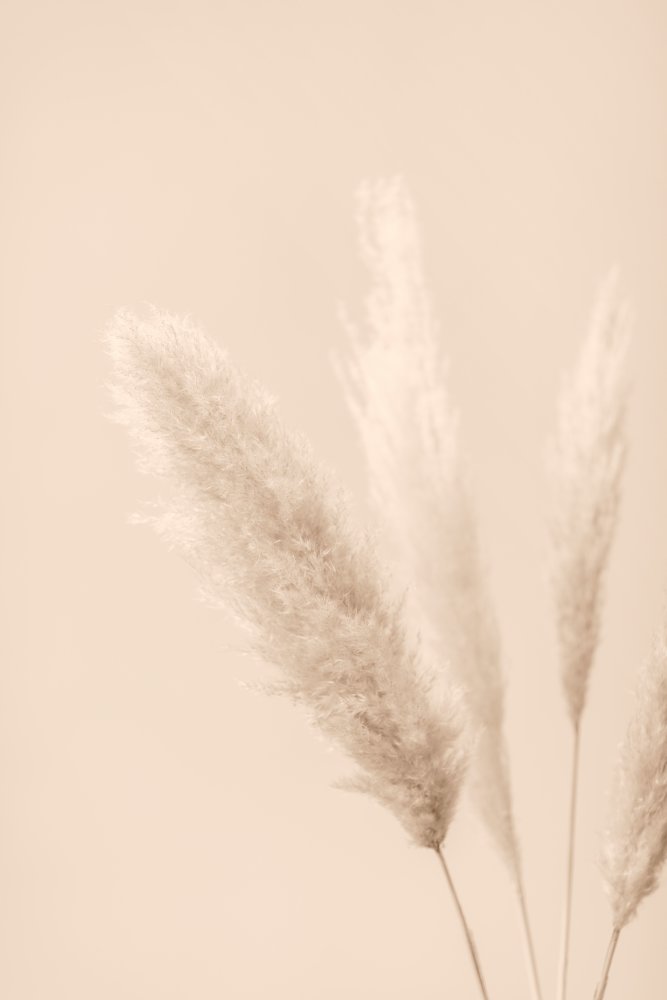 Pampas Grass Beige 08 von Pictufy Studio III