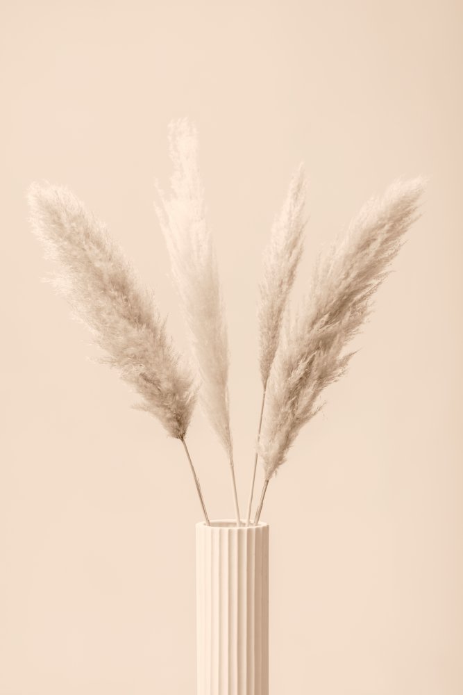 Pampas Grass Beige 09 von Pictufy Studio III