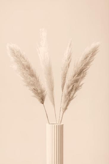 Pampas Grass Beige 09