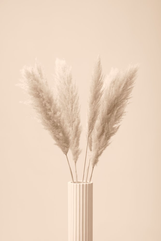 Pampas Grass Beige 11 von Pictufy Studio III