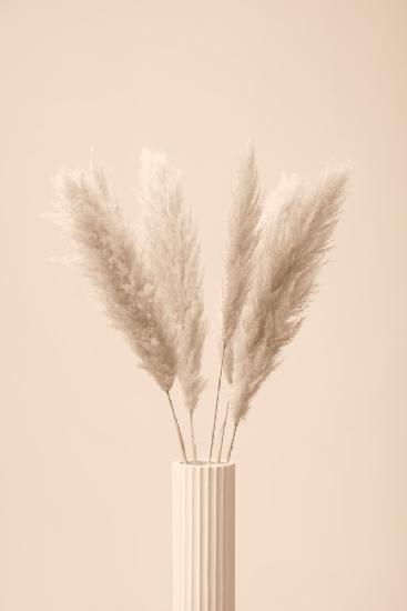 Pampas Grass Beige 11