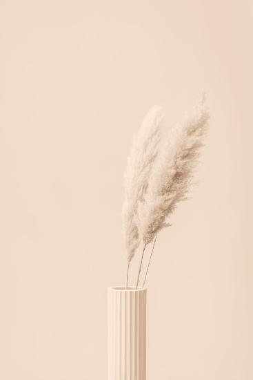 Pampas Grass Beige 12