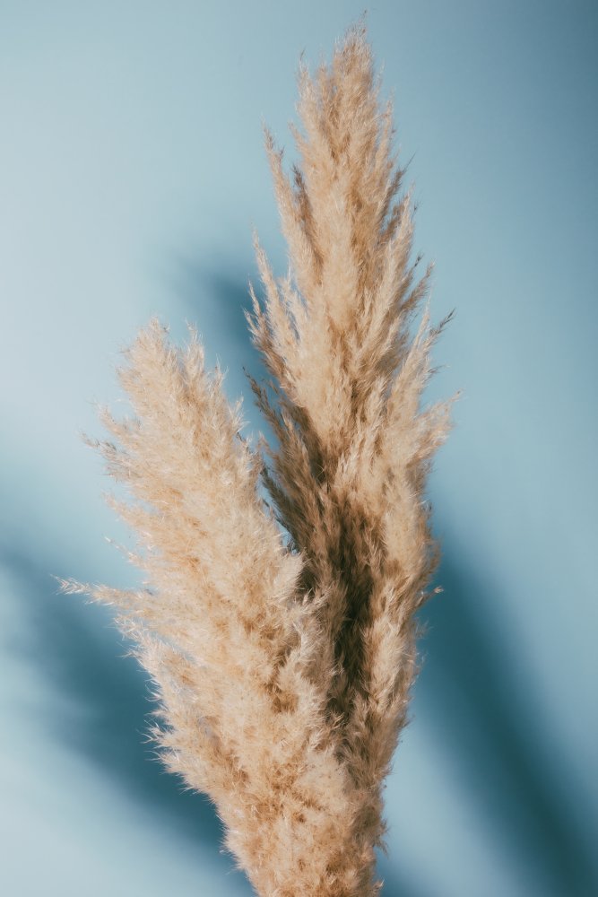 Pampas Grass Blue von Pictufy Studio III