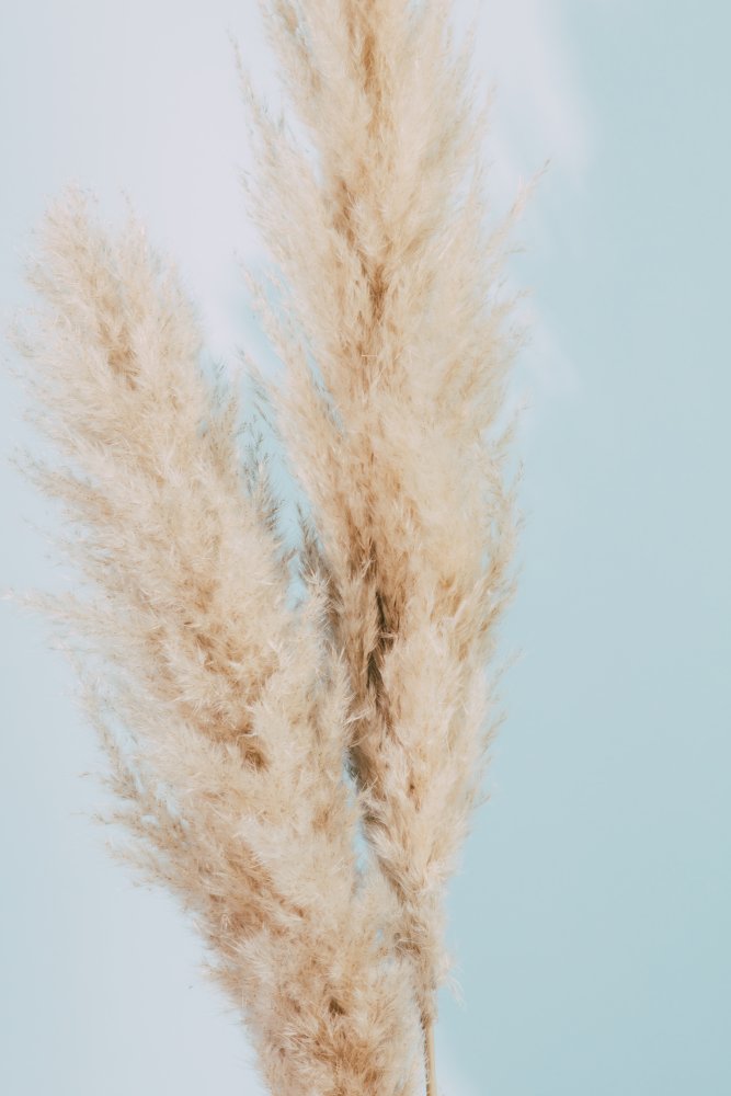 Pampas Grass Blue 02 von Pictufy Studio III