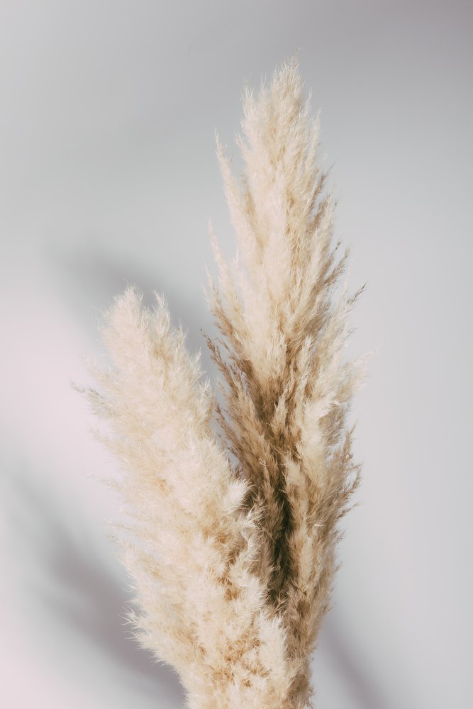 Pampas Grass Grey von Pictufy Studio III