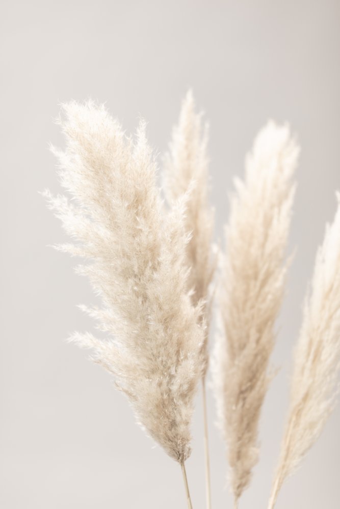 Pampas Grass Grey 02 von Pictufy Studio III