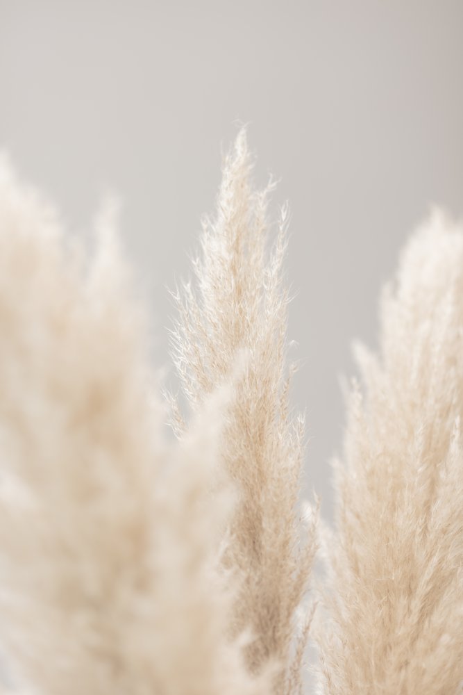 Pampas Grass Grey 04 von Pictufy Studio III