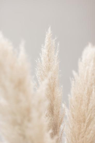 Pampas Grass Grey 04