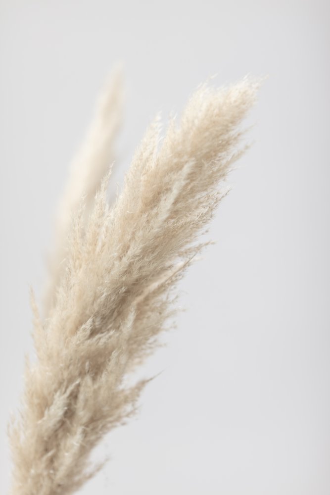 Pampas Grass Grey 07 von Pictufy Studio III