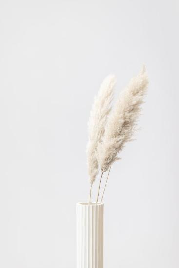 Pampas Grass Grey 10