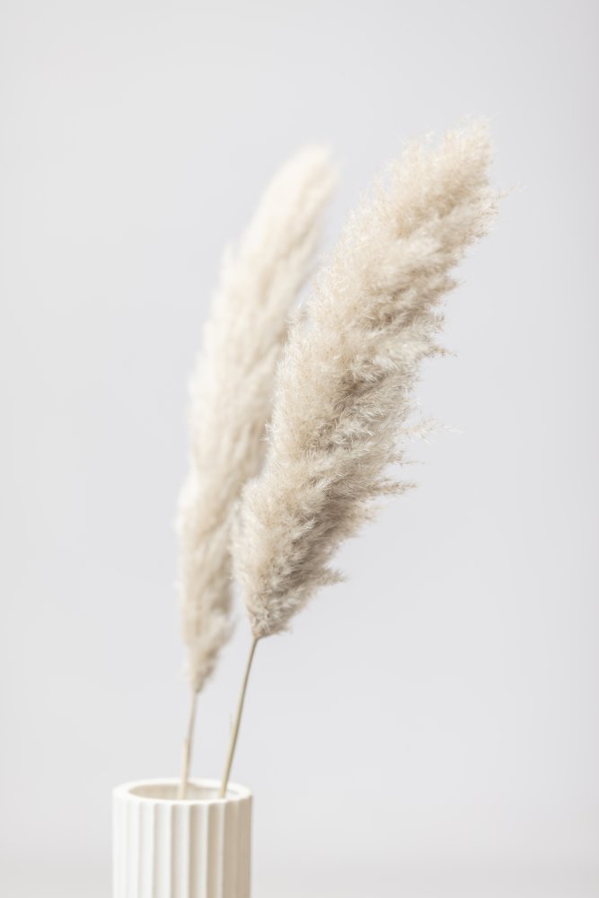 Pampas Grass Grey 11 von Pictufy Studio III