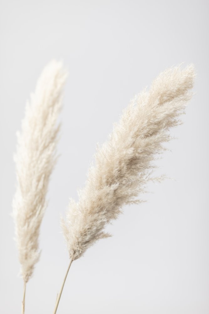 Pampas Grass Grey 12 von Pictufy Studio III