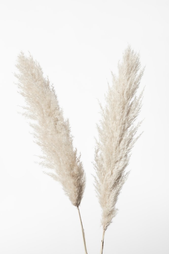 Pampas White von Pictufy Studio III