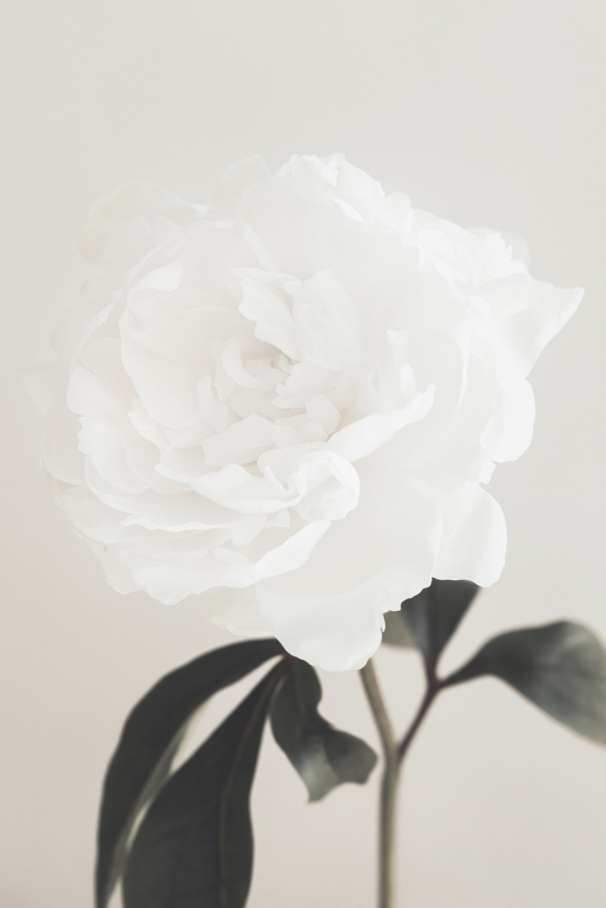 Peony 03 von Pictufy Studio III