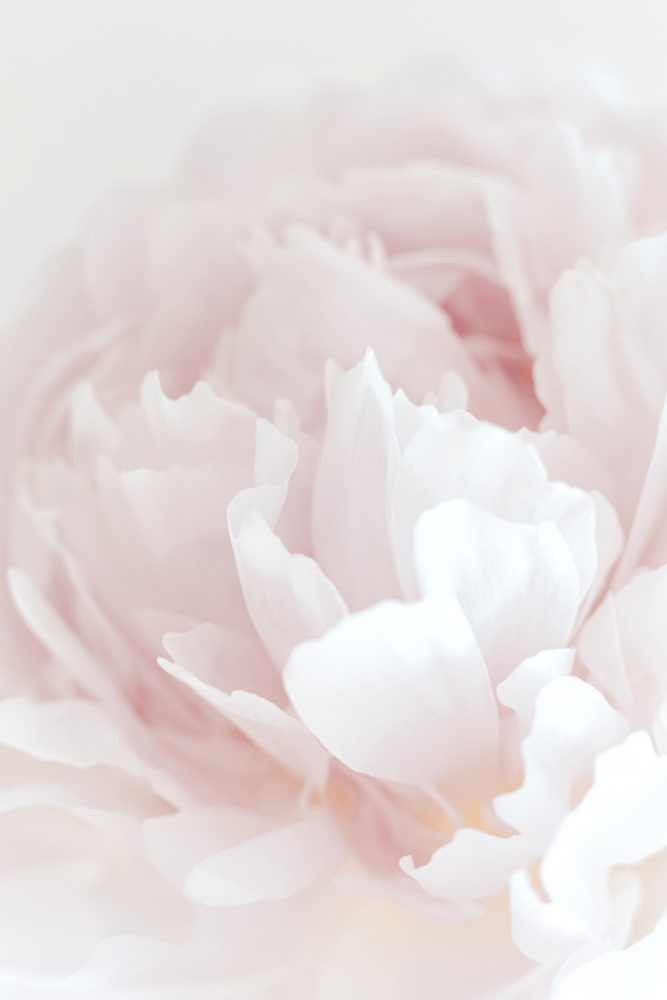 Peony 05 von Pictufy Studio III