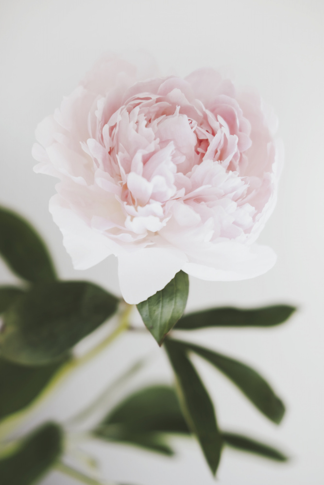 Peony 10 von Pictufy Studio III